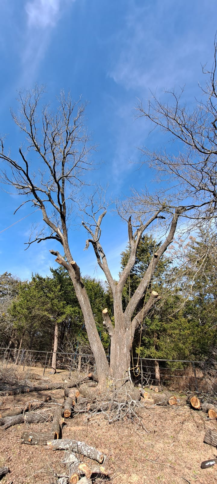 Country tree service Image